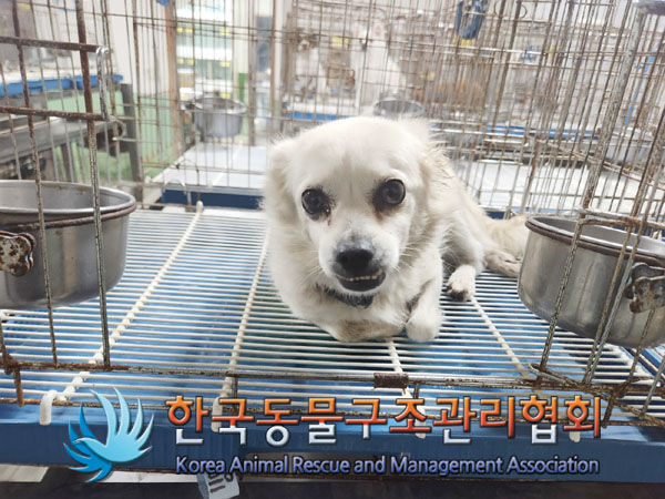 종료(안락사) 믹스…