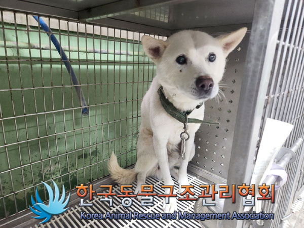한국동물구조관리협회_441409202301871