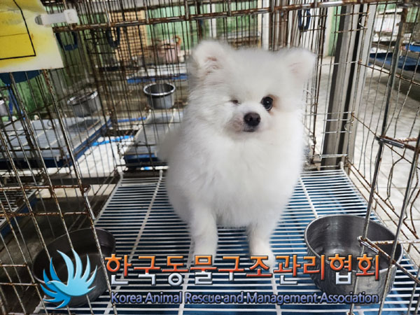 종료(반환) 포메라…