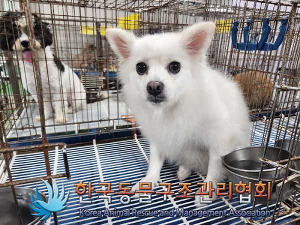 한국동물구조관리협회_411303202300648