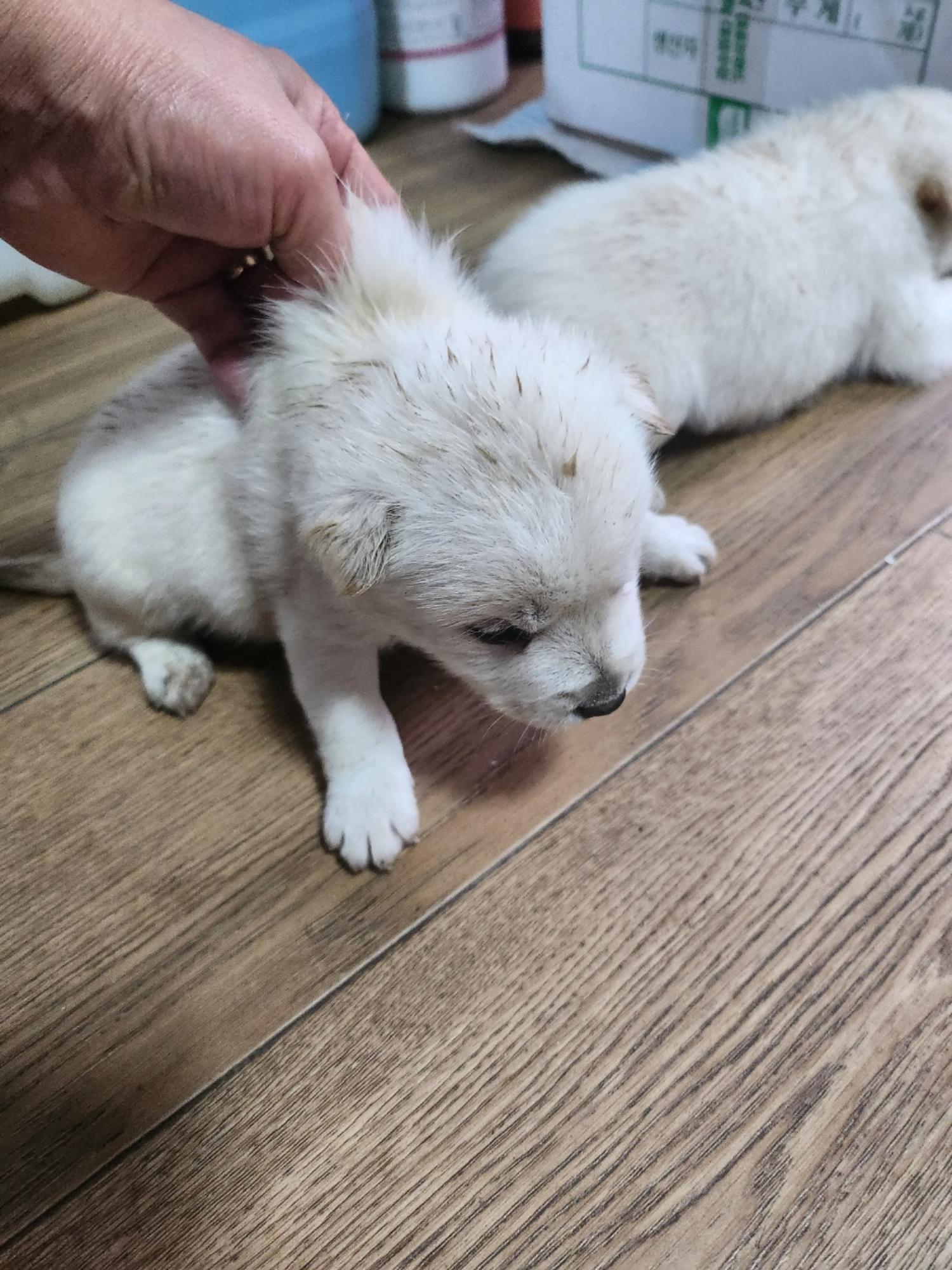 종합축산_447512202300759