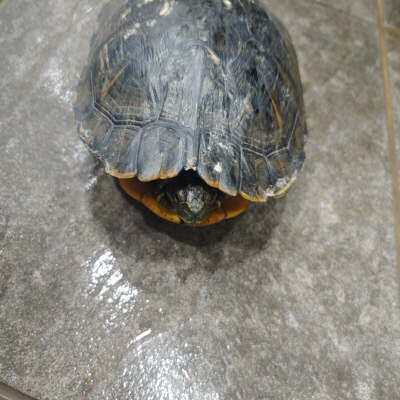 누리동물병원_426335202300502