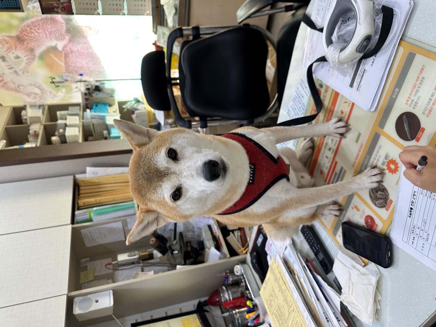 열린동물병원_411302202300773
