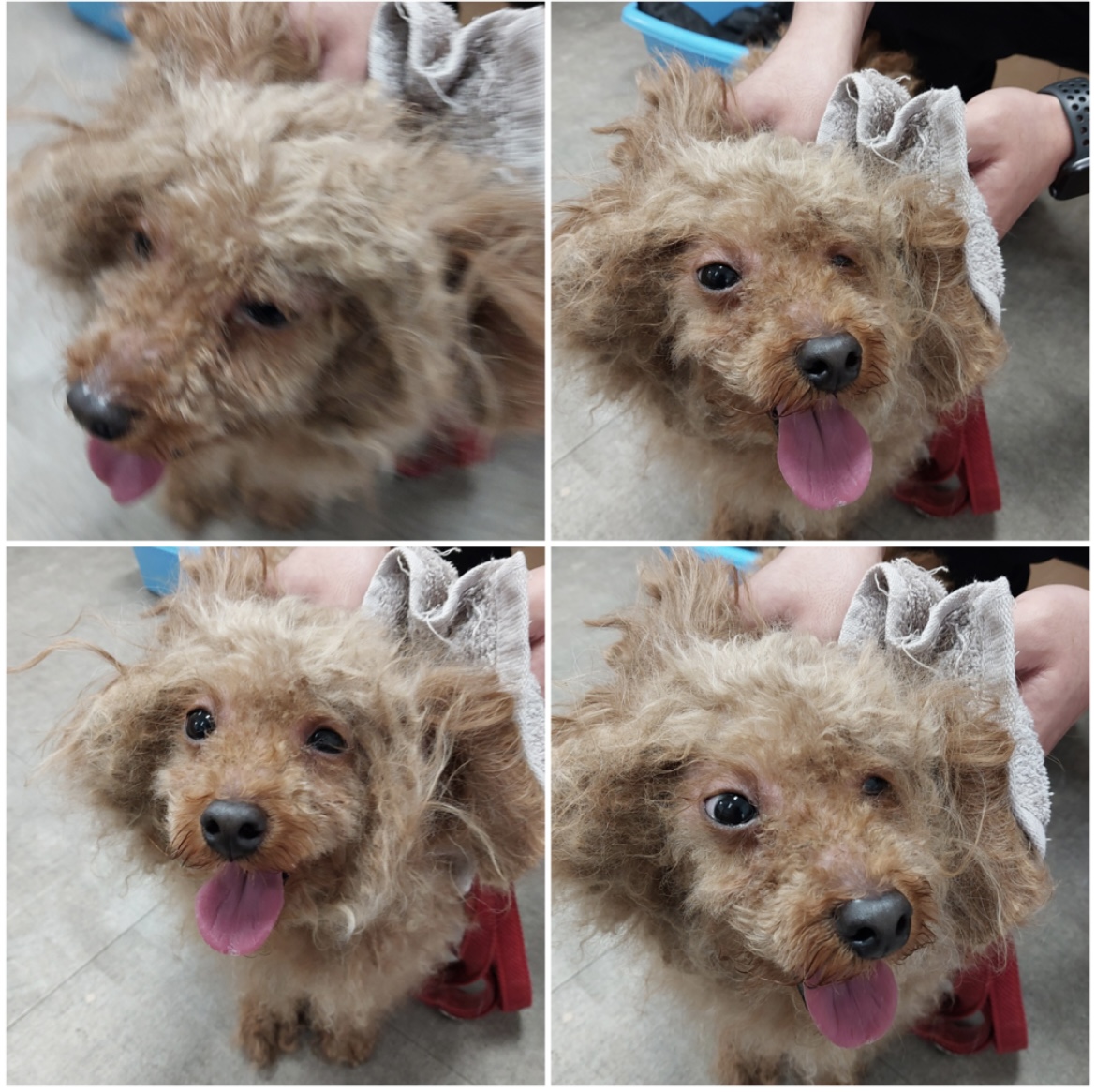 천안시유기동물보호소_444449202302294