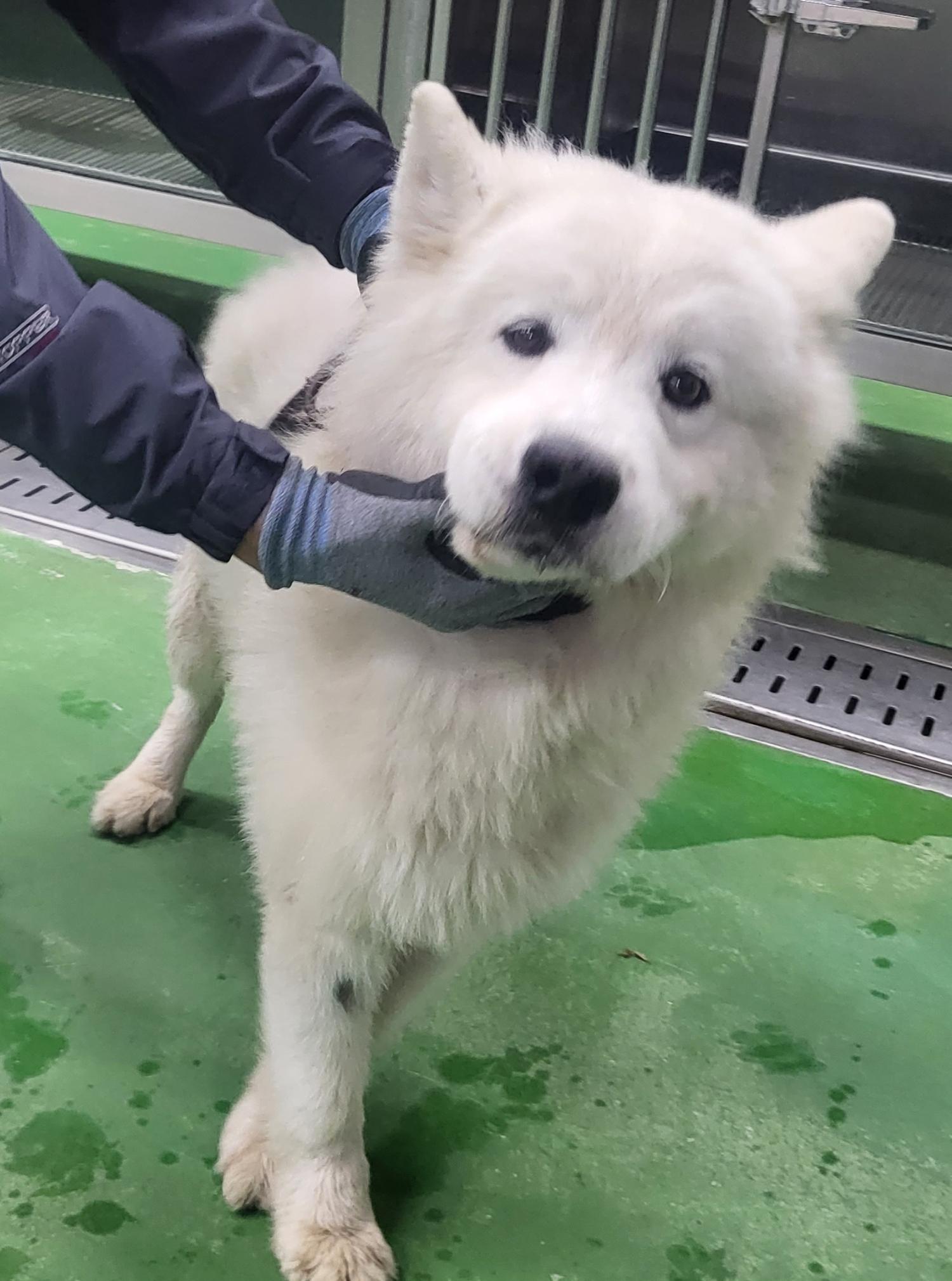 제천시 동물보호센터_443440202300382