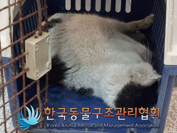 한국동물구조관리협회_411306202300769