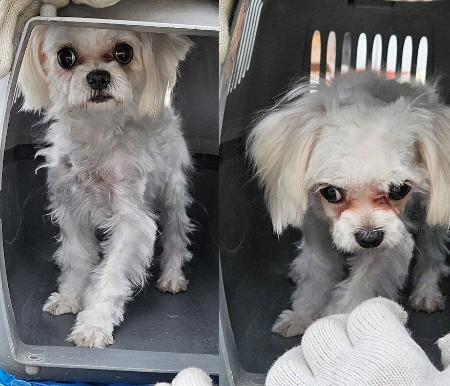 단양군유기동물보호소_443448202300179