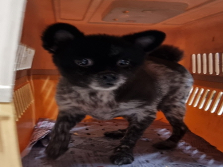 보호중 포메라니안의…