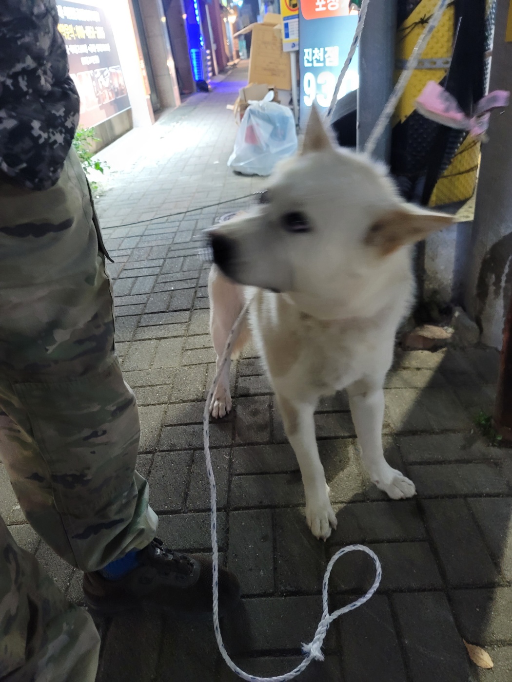증평 가정견 훈련소_443445202300621