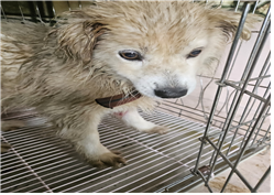 유기동물및관리협회_448535202301554