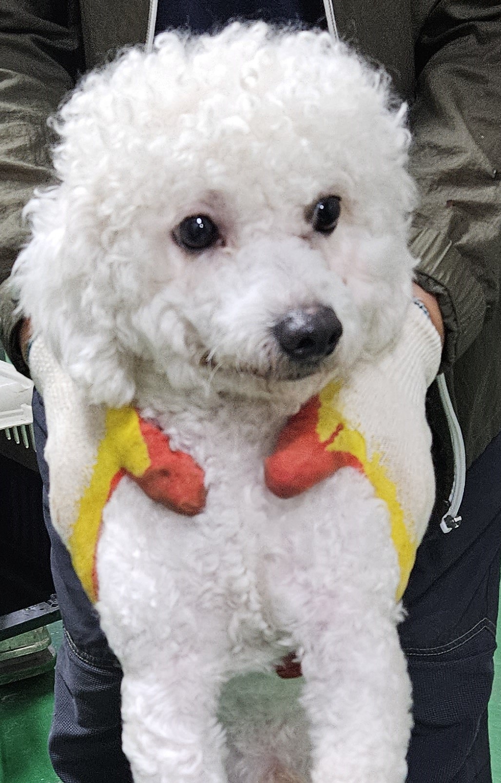 대구유기동물보호협회_427347202301007