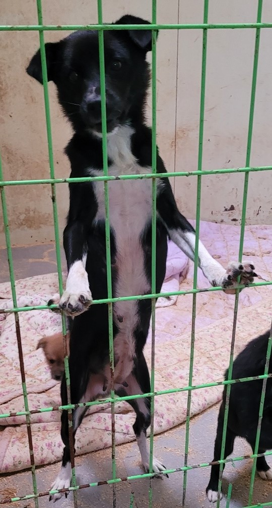 울산유기동물보호센터_431372202300684