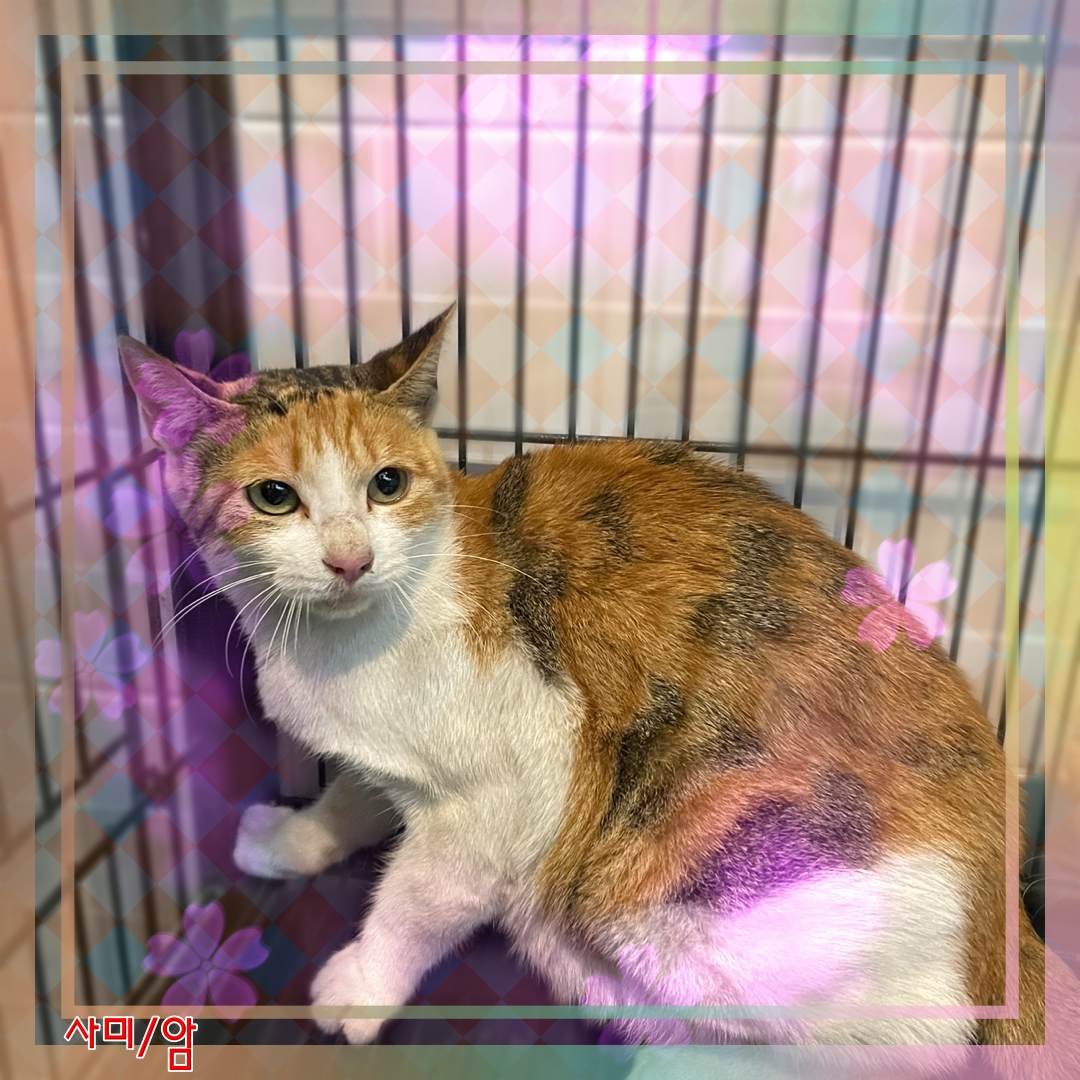 군산유기동물보호센터_445467202302337