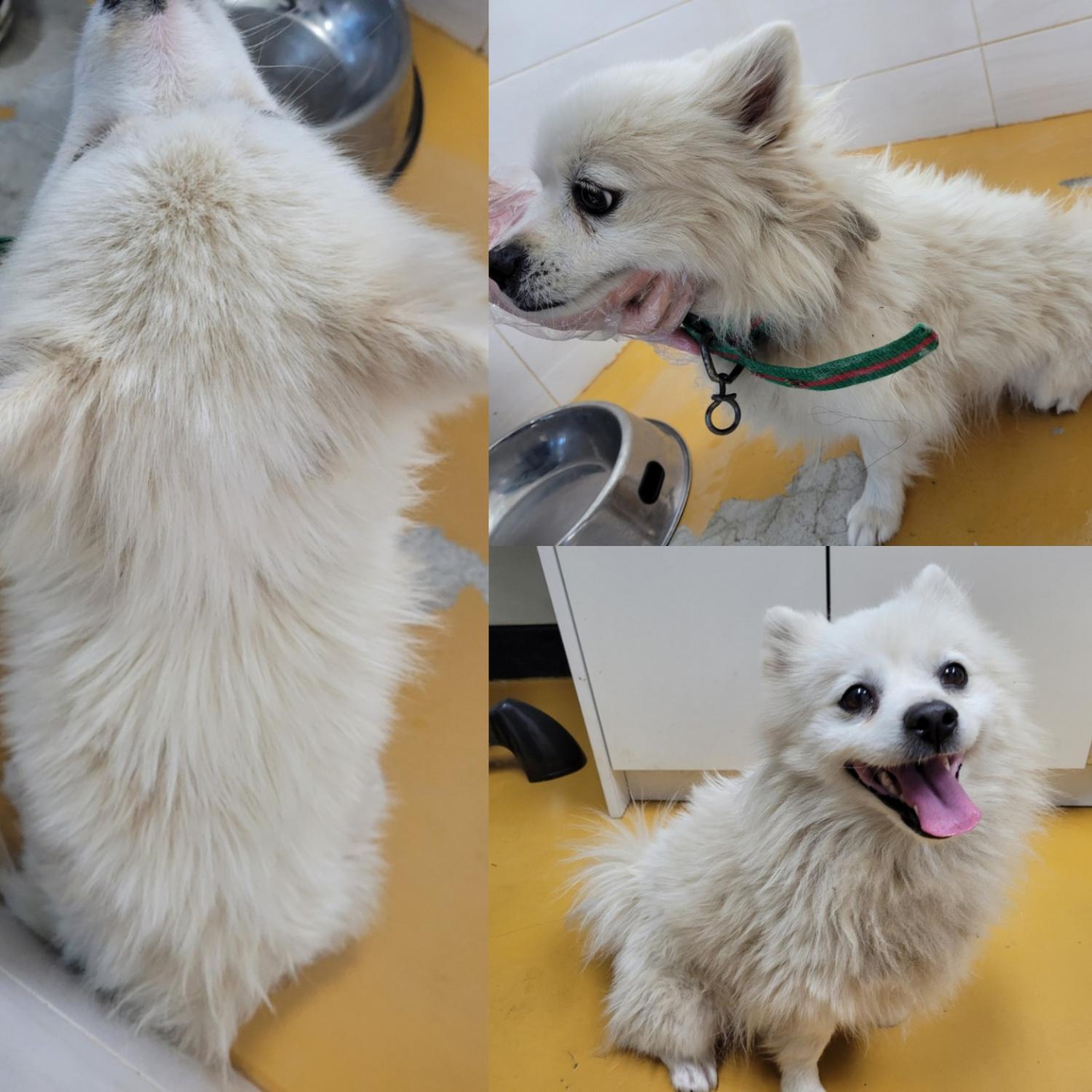 논산시 동물보호센터_444454202300958