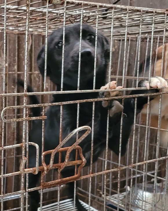 울산유기동물보호센터_431373202301268