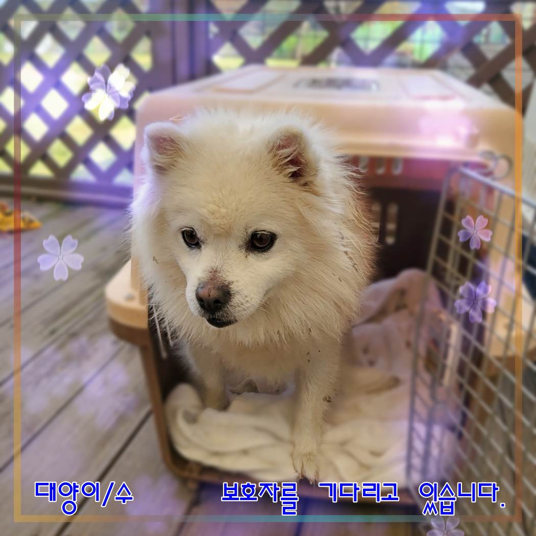 군산유기동물보호센터_445467202302324