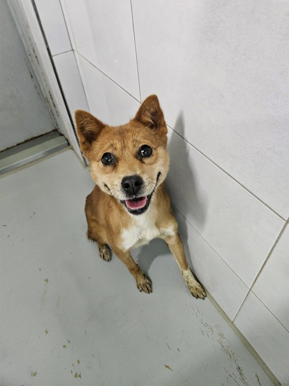 아산동물복지지원센터_444452202301998