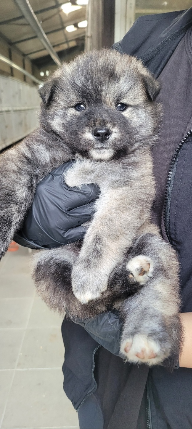 울산유기동물보호센터_431373202301269