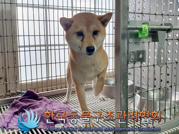 한국동물구조관리협회_441382202300850