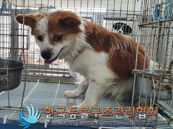 한국동물구조관리협회_441560202301469