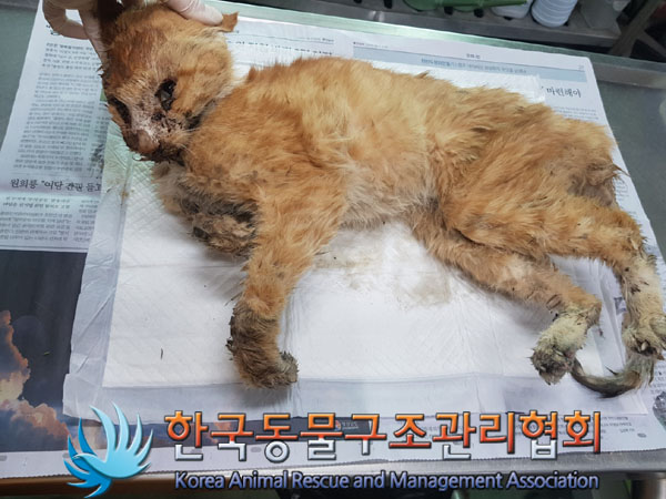 한국동물구조관리협회_411307202300500