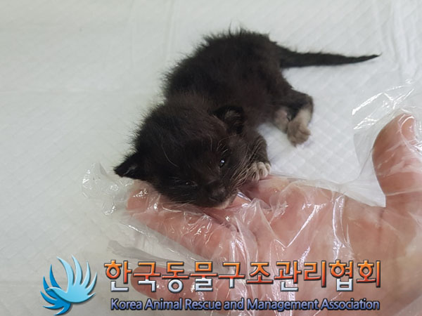 한국동물구조관리협회_411323202301013