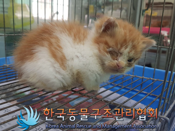 한국동물구조관리협회_441559202301212