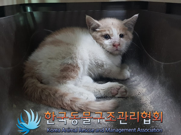 한국동물구조관리협회_411309202300450