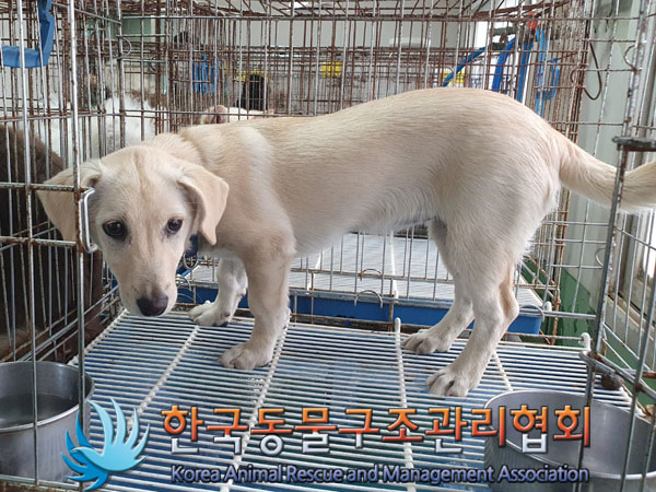 종료(입양) 믹스견…