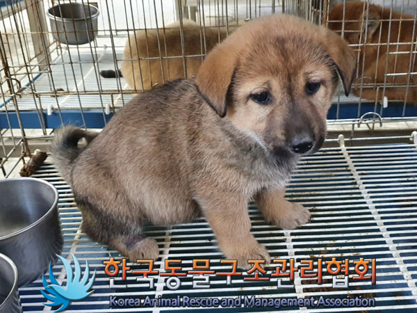 한국동물구조관리협회_441559202301210