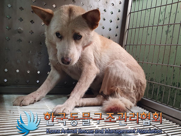 종료(안락사) 믹스…
