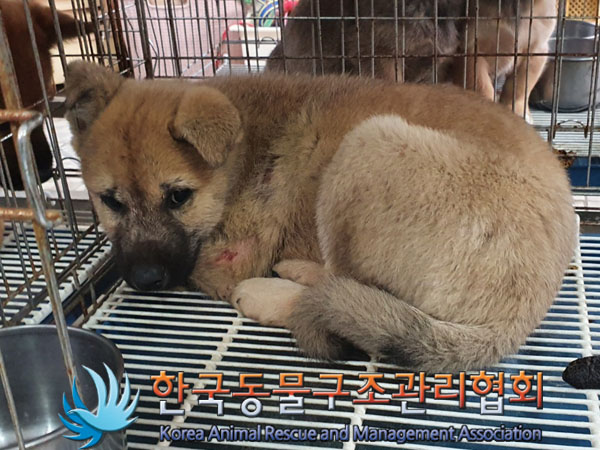 한국동물구조관리협회_441406202301786