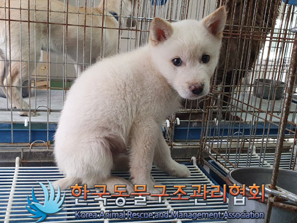 종료(자연사) 믹스…