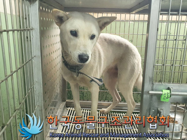 종료(안락사) 믹스…