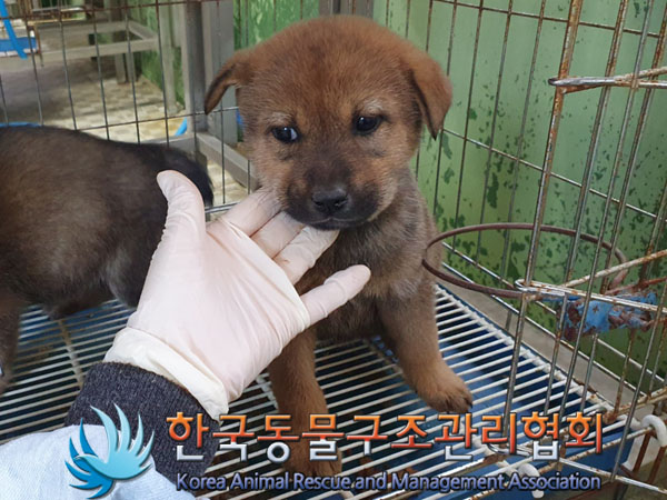 한국동물구조관리협회_441559202301207