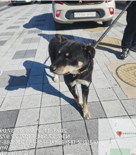 대전동물보호센터_430368202300572