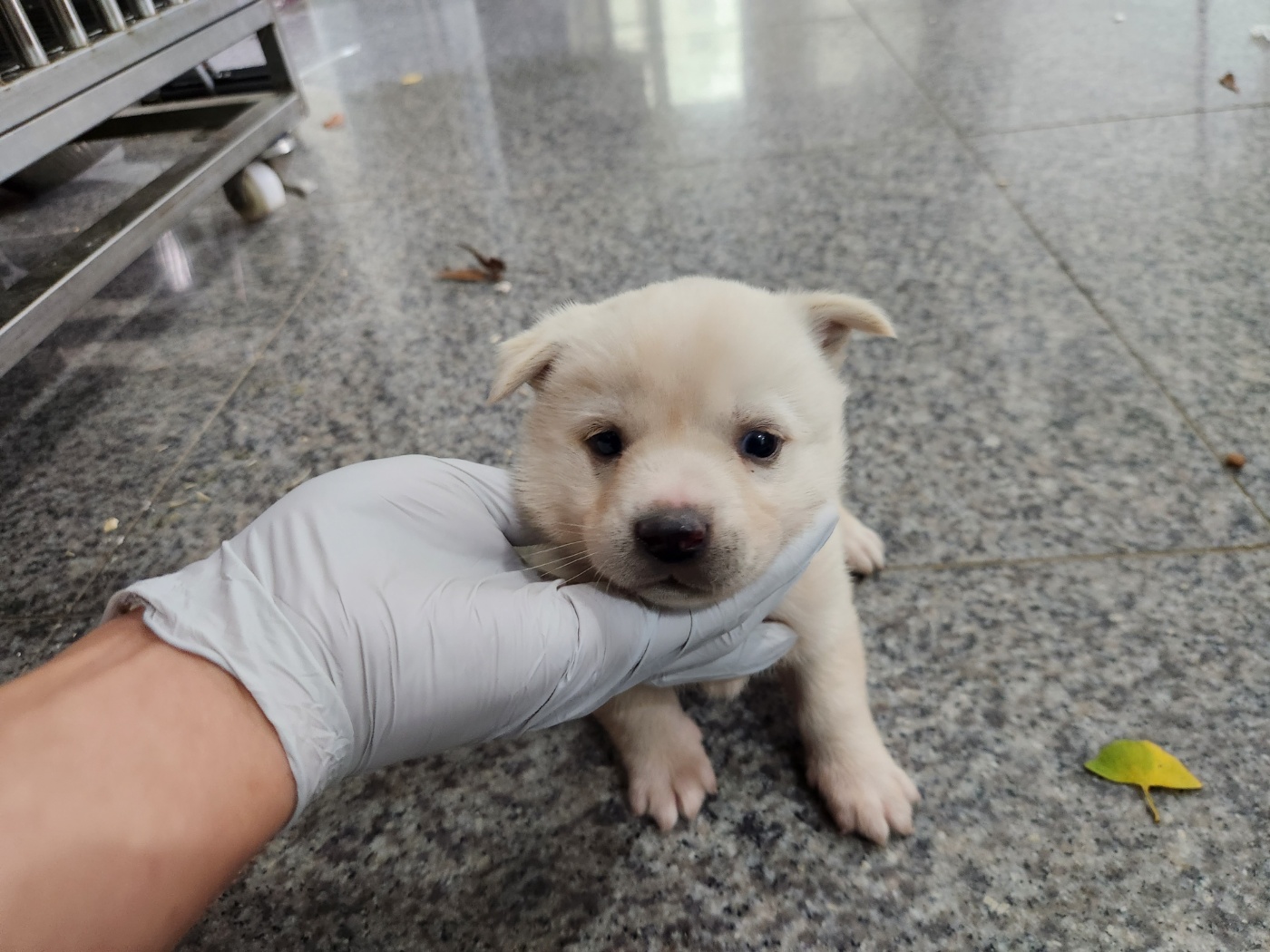 광주 동물보호소_429363202301146