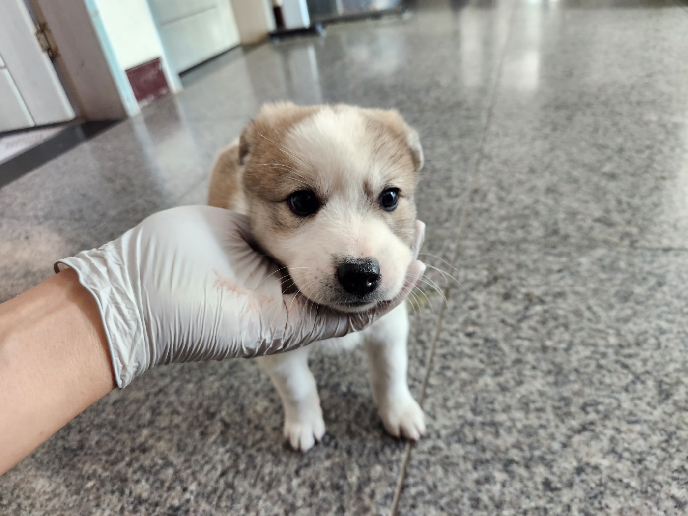 광주 동물보호소_429363202301151