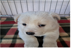 유기동물및관리협회_448535202301565