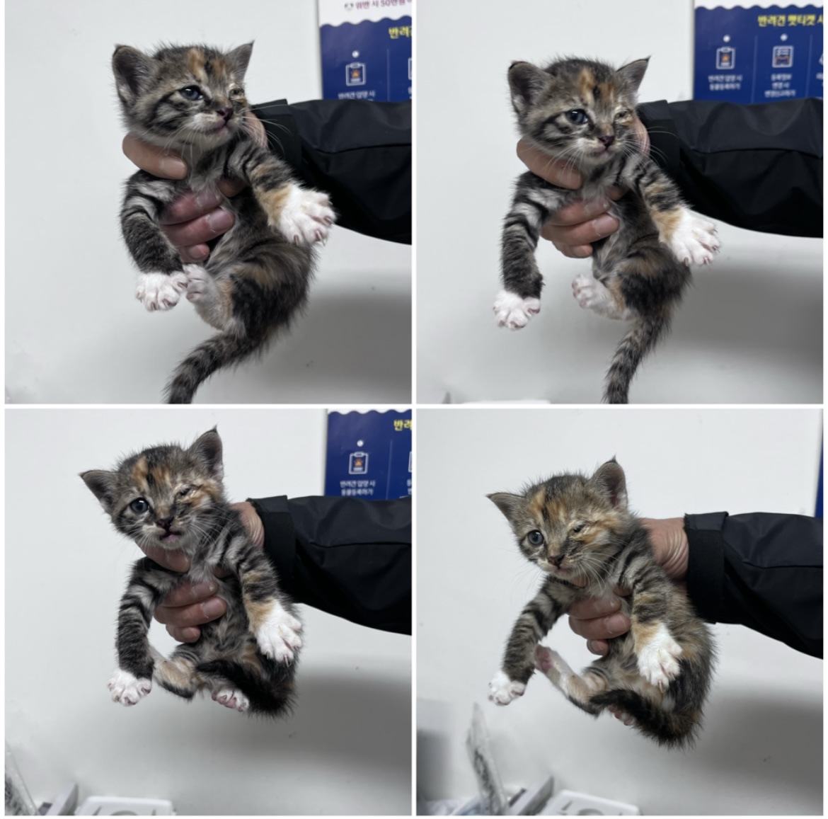 천안시유기동물보호소_444449202302303