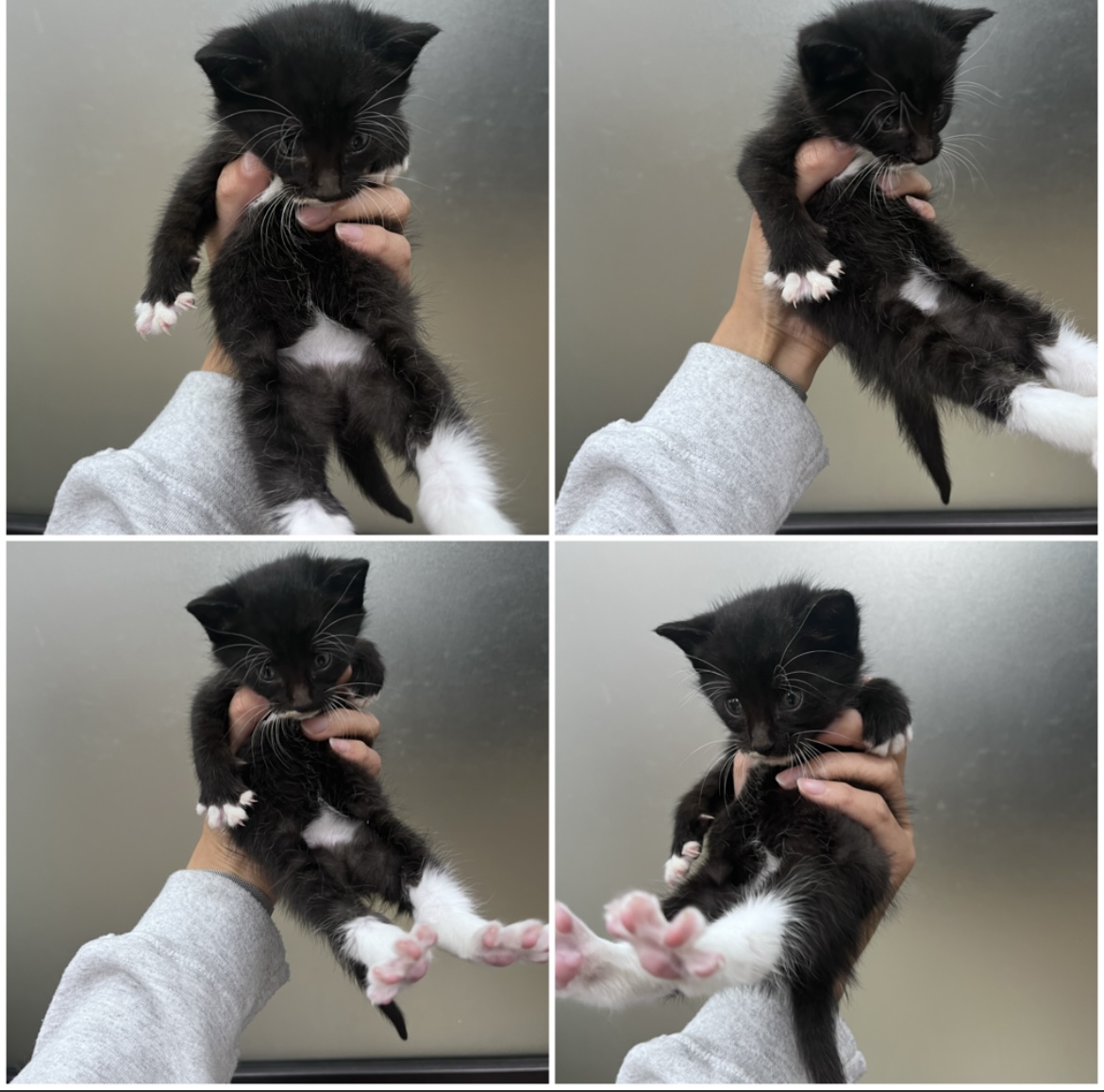 천안시유기동물보호소_444449202302302