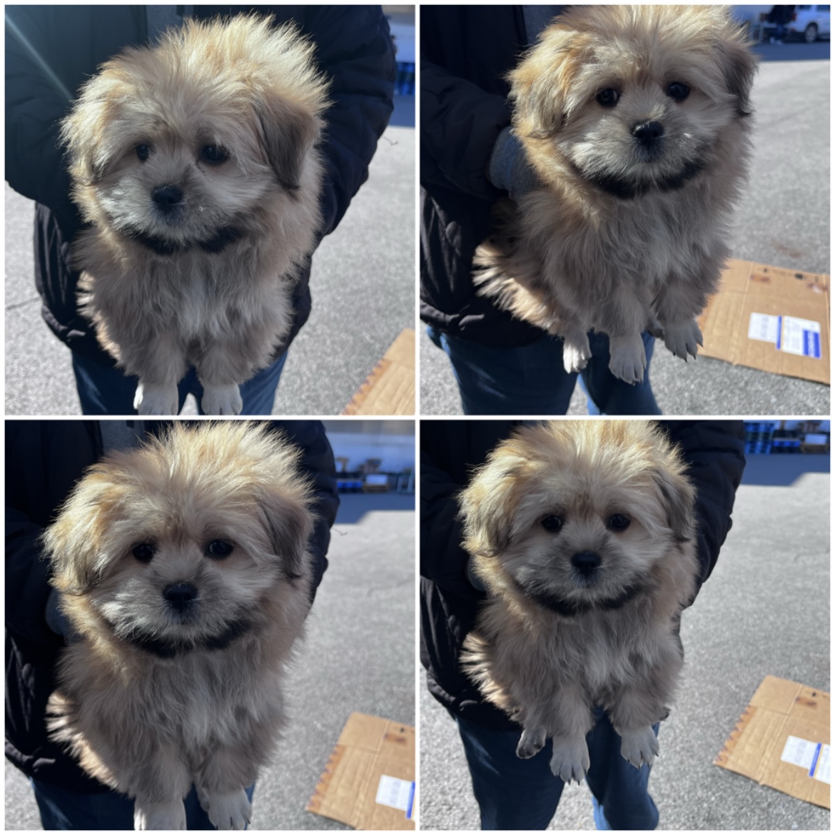 천안시유기동물보호소_444449202302299