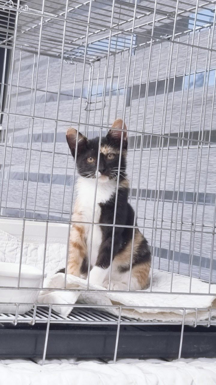 아산동물복지지원센터_444452202301904