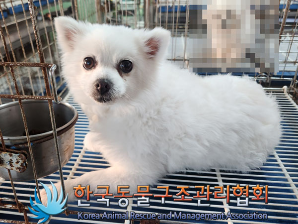 한국동물구조관리협회_441406202301789