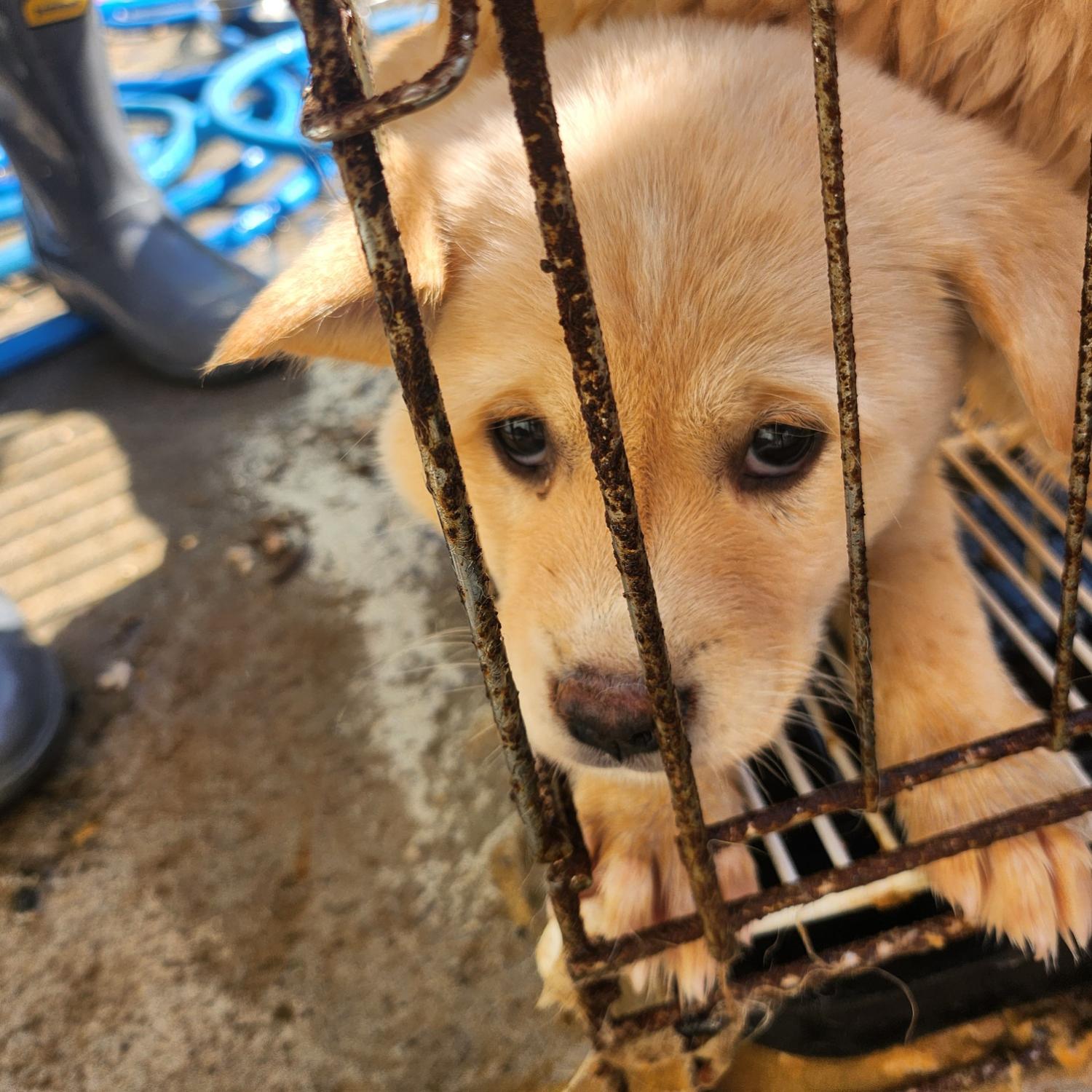 울산유기동물보호센터_431373202301278