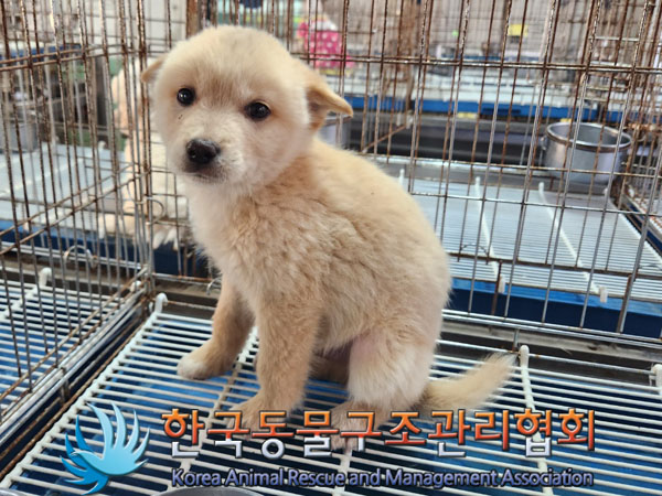 한국동물구조관리협회_441406202301793