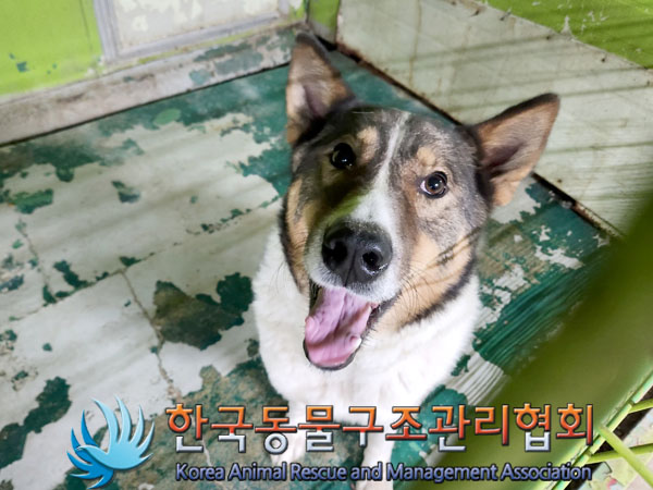 한국동물구조관리협회_441560202301473