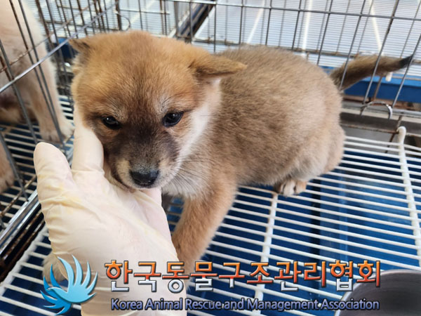 한국동물구조관리협회_441406202301792