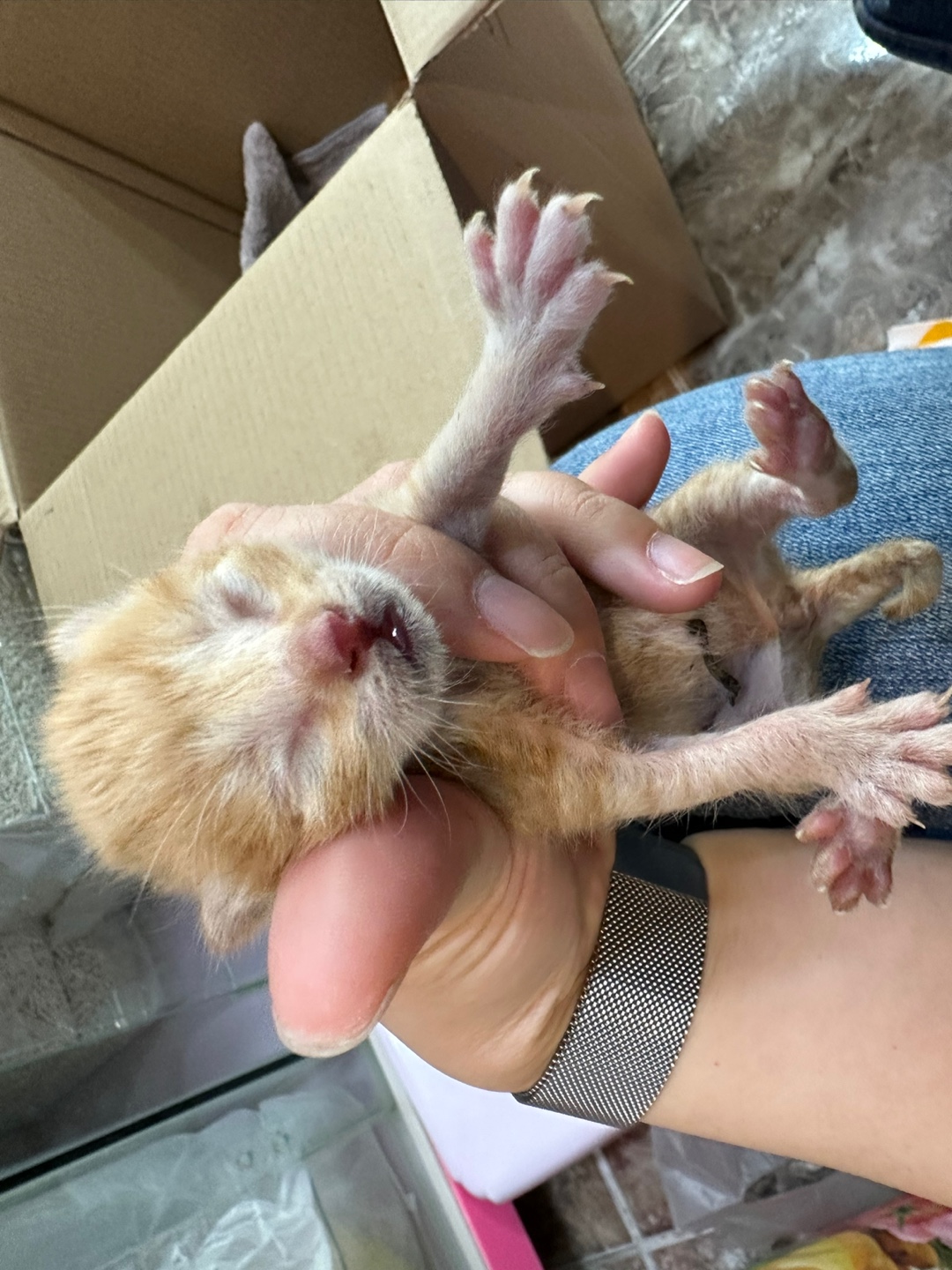 보호중 한국 고양이…