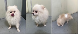 보호중 포메라니안의…